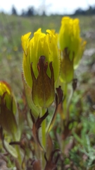 Castilleja levisecta