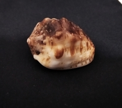 Cypraecassis coarctata
