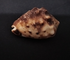 Cypraecassis coarctata