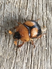 Bolbocerosoma bruneri