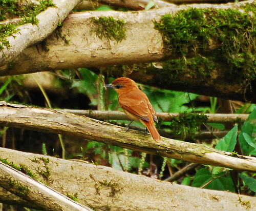 Cinnamon Becard