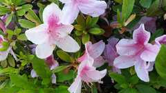 Rhododendron japonicum