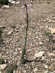 Hesperidanthus linearifolius
