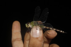 Anax amazili