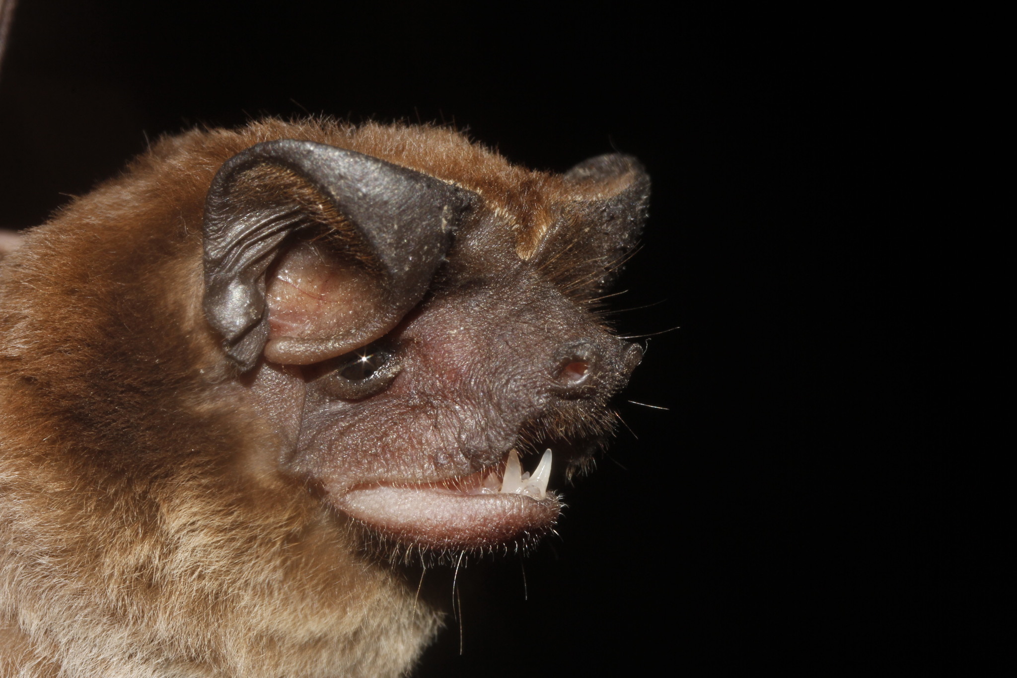 Bat That Looks Like a Dog