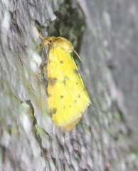 Azenia obtusa
