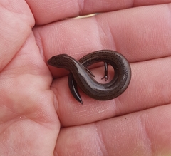 Hemiergis talbingoensis