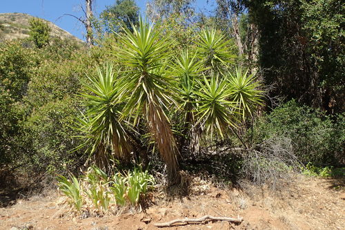 Yucca gigantea