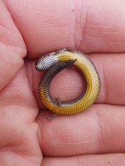 Hemiergis talbingoensis