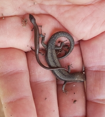 Hemiergis talbingoensis