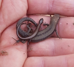 Hemiergis talbingoensis