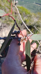 Eucalyptus kabiana