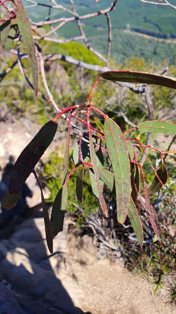Eucalyptus kabiana 2