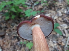 Xanthoconium purpureum