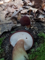 Xanthoconium purpureum