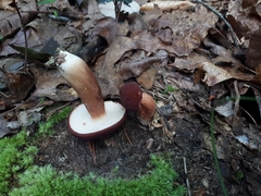 Xanthoconium purpureum