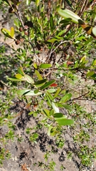 Leptospermum luehmannii