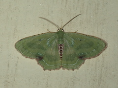 Metallochlora lineata