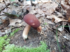 Xanthoconium purpureum