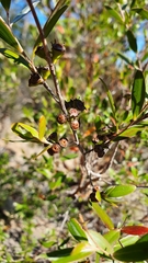 Leptospermum luehmannii