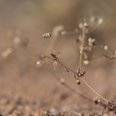Podolepis capillaris
