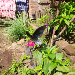 Papilio memnon