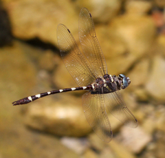 Macromia annulata