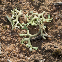 Xanthoparmelia semiviridis