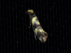 Monopis chrysogramma