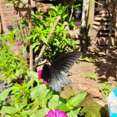 Papilio memnon