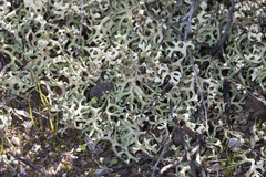 Xanthoparmelia semiviridis