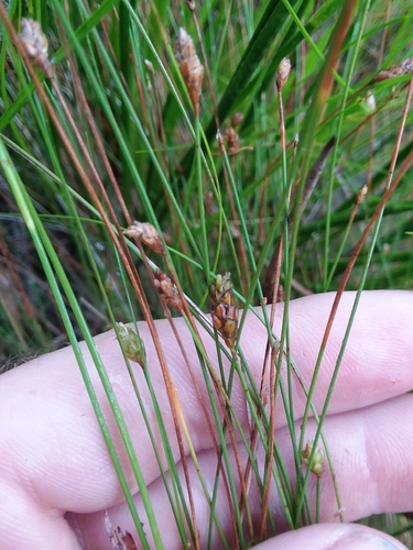 Image of Eleocharis tuberculosa by (c) Will McFarland, some rights reserved (CC BY)