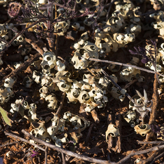 Xanthoparmelia semiviridis