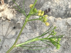 Spermolepis