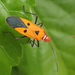 Indian Cotton Stainer - Photo (c) Lizhi Huo, some rights reserved (CC BY-NC), uploaded by Lizhi Huo