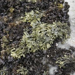 Pelvetiopsis limitata
