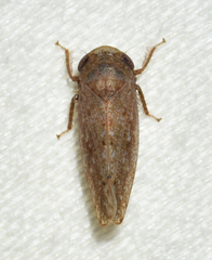 Paraphlepsius continuus