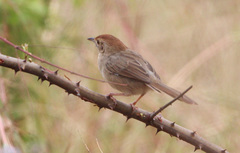 Sphenoeacus afer natalensis