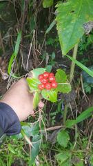 Tacca palmata