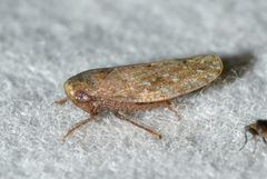 Paraphlepsius continuus