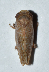 Paraphlepsius continuus