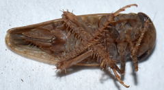 Paraphlepsius continuus