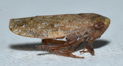 Paraphlepsius continuus