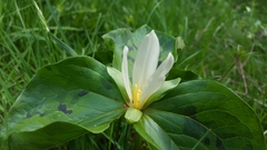 Trillium albidum parviflorum