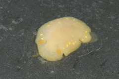 Cadlina modesta