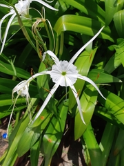 Hymenocallis speciosa