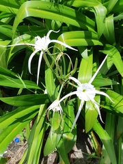 Hymenocallis speciosa