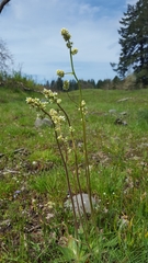 Micranthes integrifolia