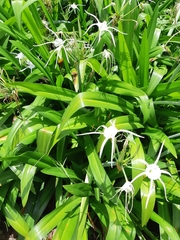 Hymenocallis speciosa