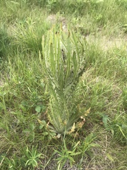 Cirsium foliosum